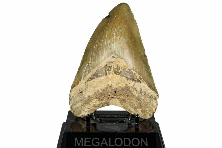 Fossil Megalodon Tooth - North Carolina #328428
